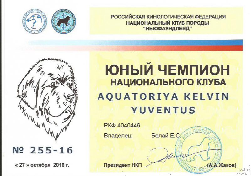 Фото: ньюфаундленд Aquatoriya Kelvin Yuventus (Акватория Келвин Ювентус)