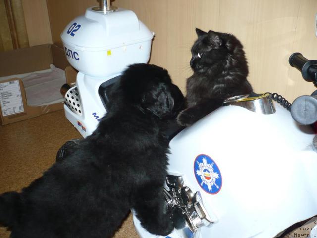 Фото: ньюфаундленд Lesnaya Skazka Korol' Mudrosti (Лесная Сказка Король Мудрости)