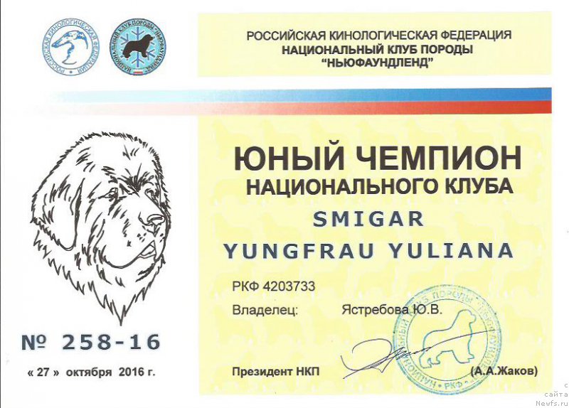Фото: ньюфаундленд Smigar Yungfrau Yuliana (Смигар Юнгфрау Юлиана)