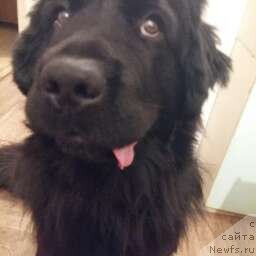 Фото: Marina Miromanova (Марина Мироманова), ньюфаундленд Hit SHeliko Gerl fo Hyeppiens (Хит Шелико Герл фо Хэппиенс)