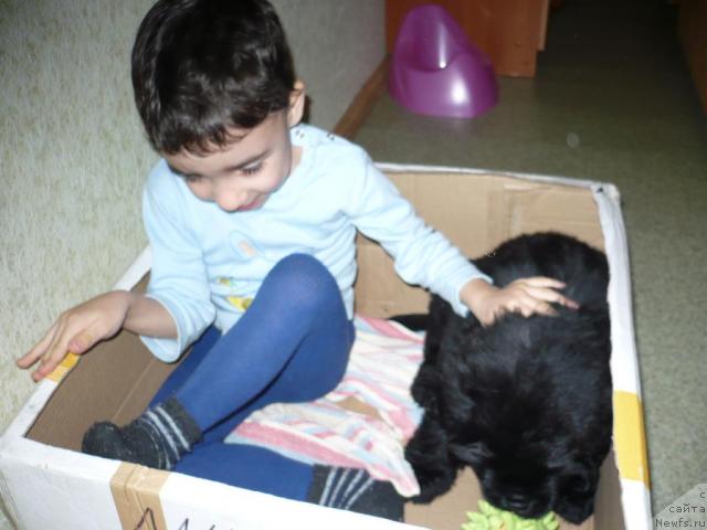 Фото: ньюфаундленд Lesnaya Skazka Korol' Mudrosti (Лесная Сказка Король Мудрости)