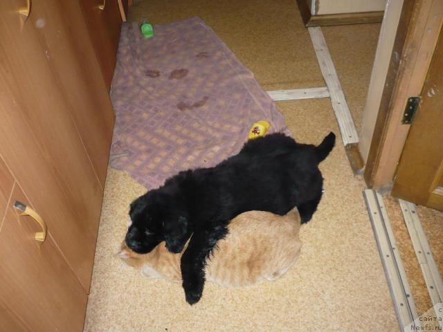 Фото: ньюфаундленд Lesnaya Skazka Korol' Mudrosti (Лесная Сказка Король Мудрости)