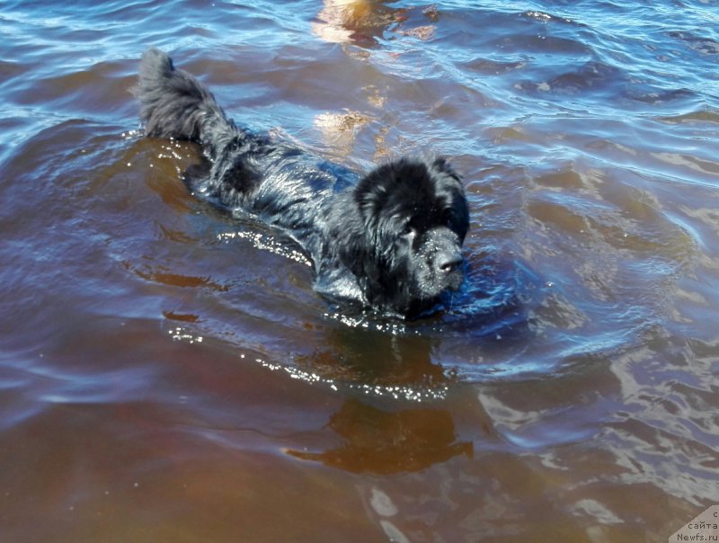 Фото: ньюфаундленд Feliciya iz Plemeni Kedra (Фелиция из Племени Кедра)