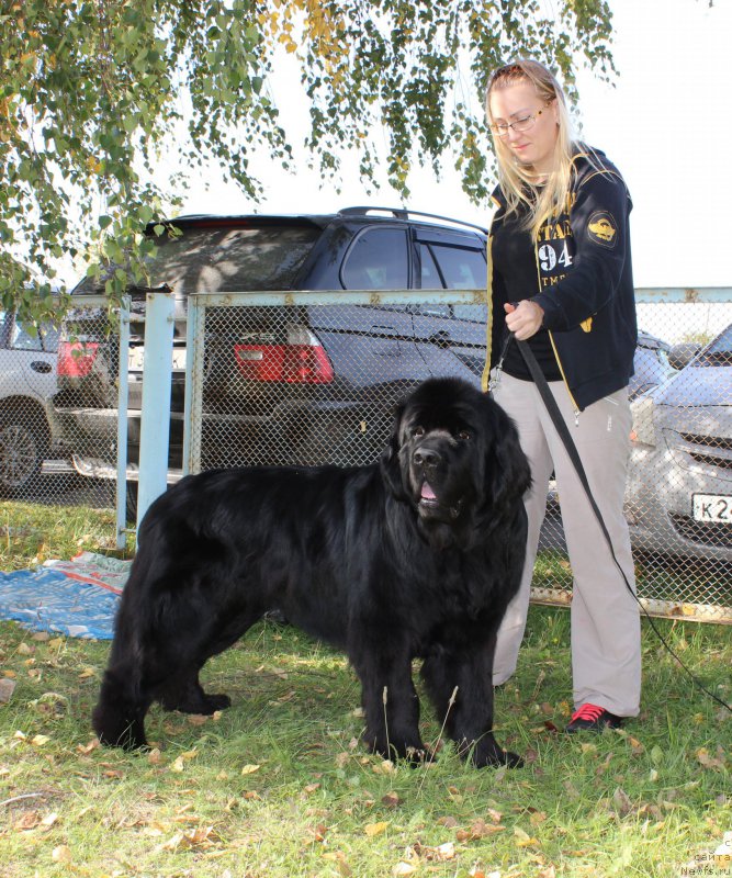 Фото: ньюфаундленд Feliciya iz Plemeni Kedra (Фелиция из Племени Кедра)