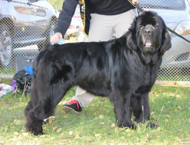 Фото: ньюфаундленд Feliciya iz Plemeni Kedra (Фелиция из Племени Кедра)