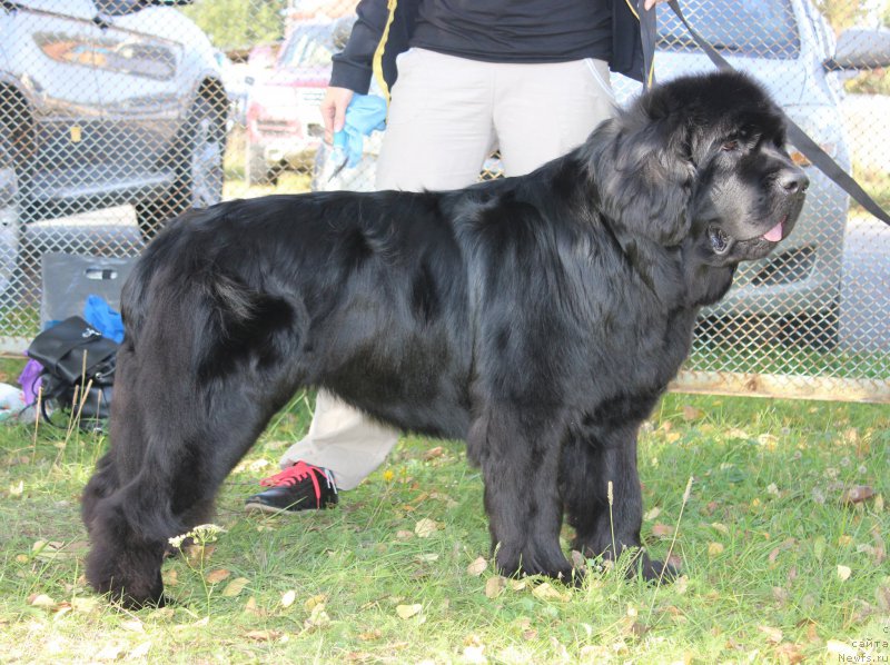 Фото: ньюфаундленд Feliciya iz Plemeni Kedra (Фелиция из Племени Кедра)