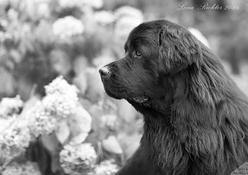 Фото: ньюфаундленд Starbimovlav Demofont (Старбимовлав Демофонт)