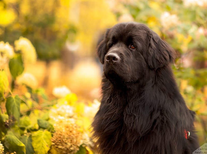 Фото: ньюфаундленд Starbimovlav Demofont (Старбимовлав Демофонт)