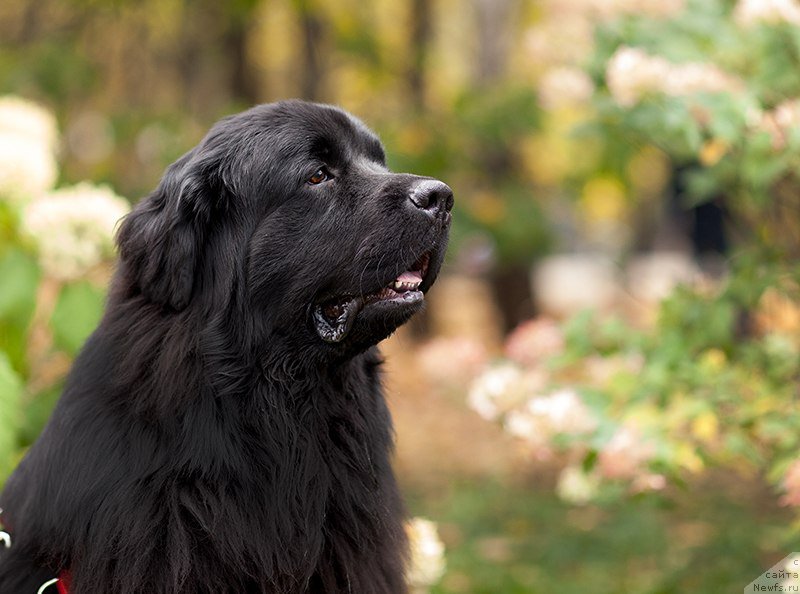 Фото: ньюфаундленд Starbimovlav Demofont (Старбимовлав Демофонт)