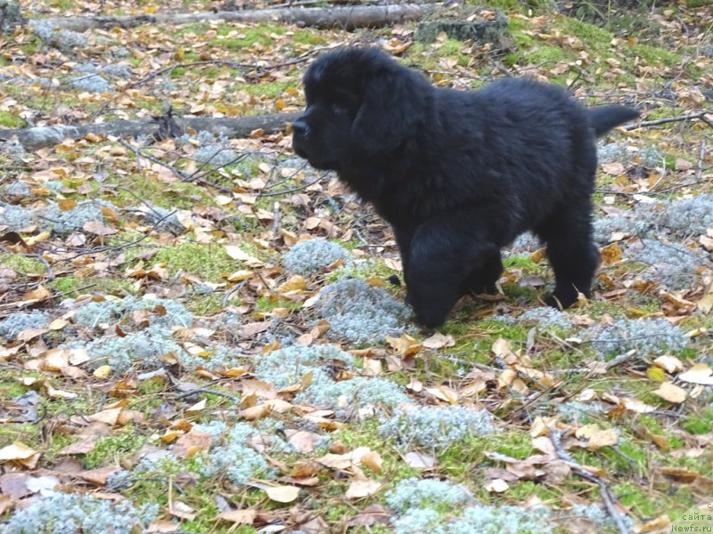 Фото: ньюфаундленд S'Nezhnaya Vjuga Van Gils Classik (С'Нежная Вьюга Ван Гилс Классик)