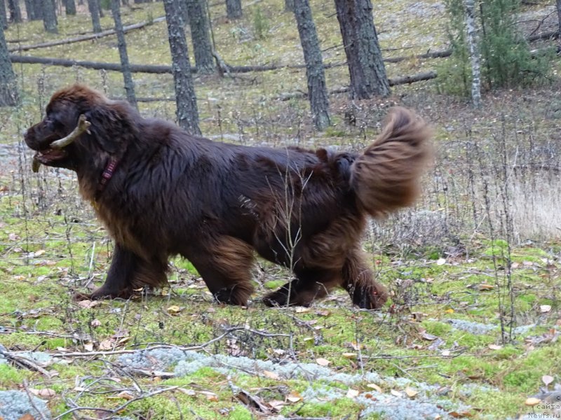 Фото: ньюфаундленд N'yufort Vivian (Ньюфорт Вивиан)