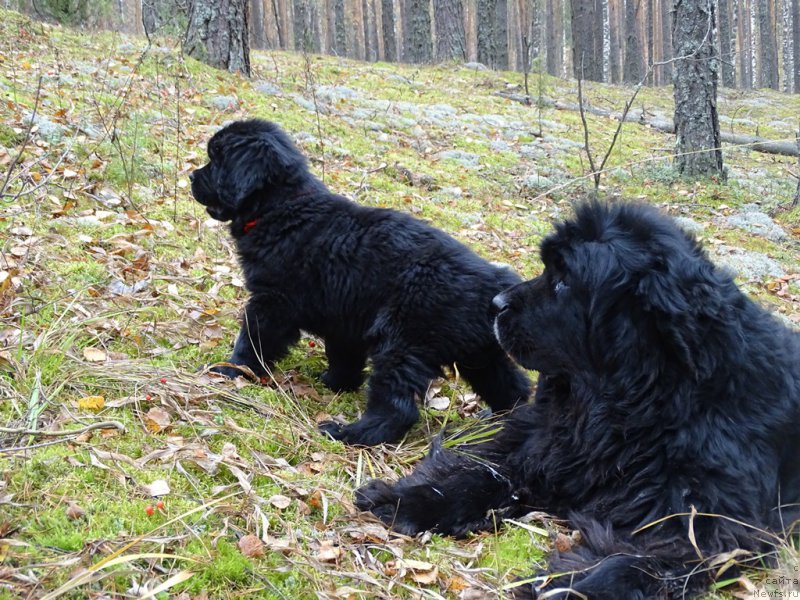 Фотография № 216036