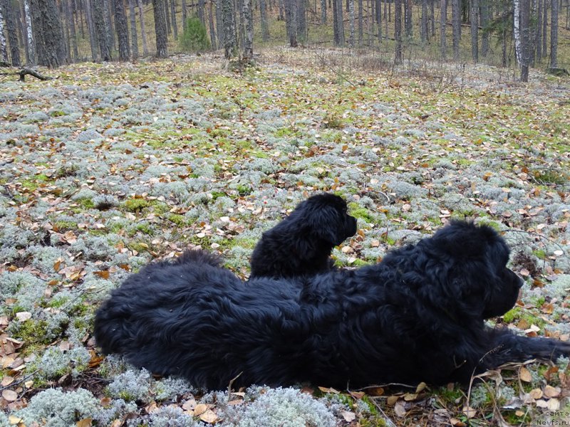 Фото: ньюфаундленд Akin Soul Sofiya (Акин Соул София), ньюфаундленд S'Nezhnaya Vjuga Van Gils Classik (С'Нежная Вьюга Ван Гилс Классик)