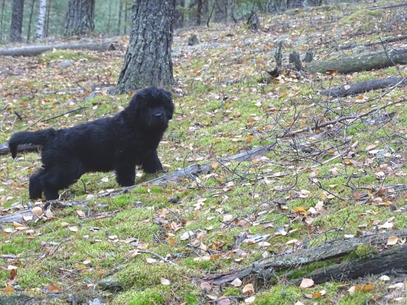 Фотография № 216039