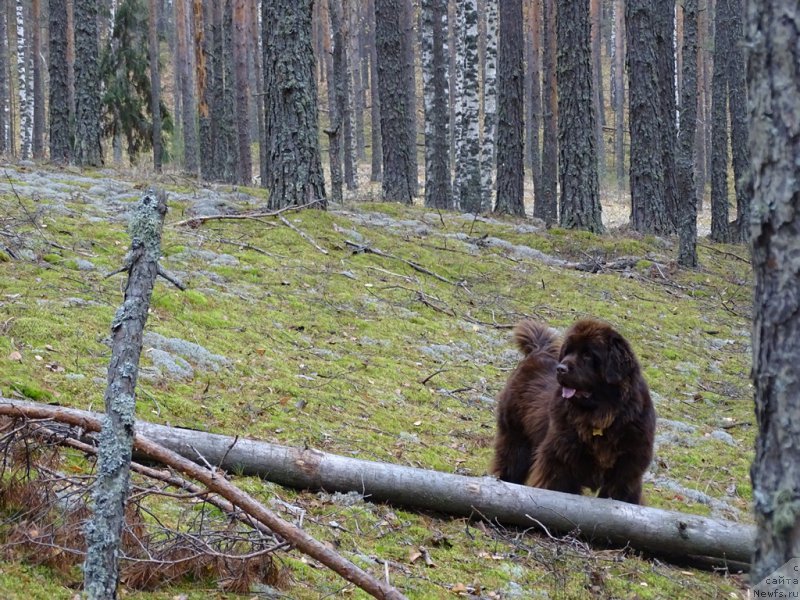Фото: ньюфаундленд N'yufort Vivian (Ньюфорт Вивиан)