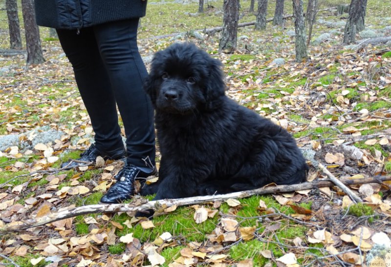 Фотография № 216041