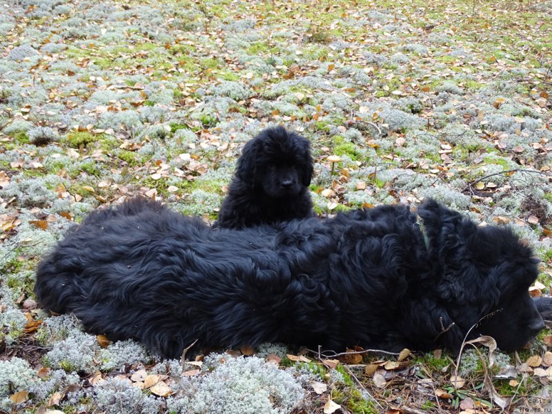 Фото: ньюфаундленд Akin Soul Sofiya (Акин Соул София), ньюфаундленд S'Nezhnaya Vjuga Van Gils Classik (С'Нежная Вьюга Ван Гилс Классик)