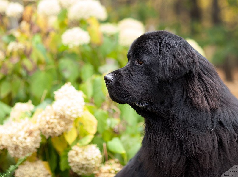 Фото: ньюфаундленд Starbimovlav Demofont (Старбимовлав Демофонт)