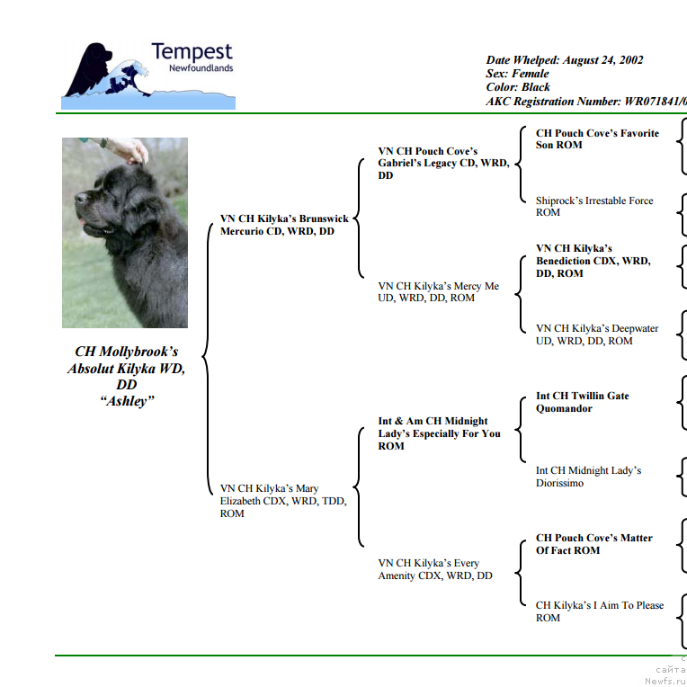 Фото: ньюфаундленд Mollybrooks Absolut Kilyka