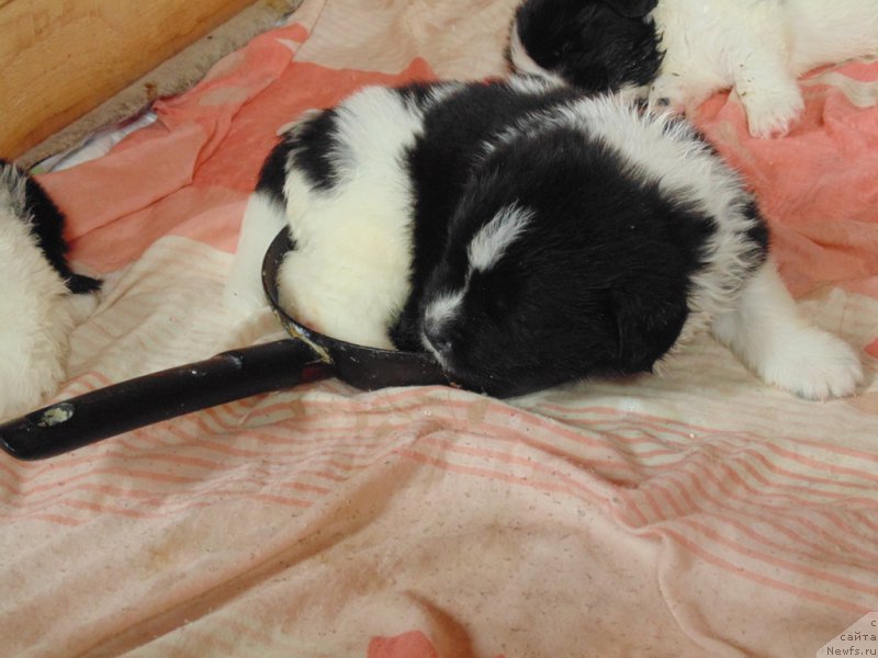 Фото: ньюфаундленд Vodogray ot Karel'skih Medvedey (Водограй от Карельских Медведей)