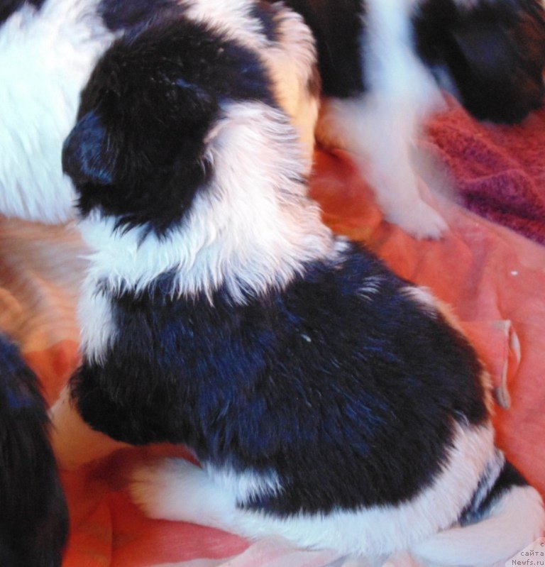 Фото: ньюфаундленд Vodogray ot Karel'skih Medvedey (Водограй от Карельских Медведей)