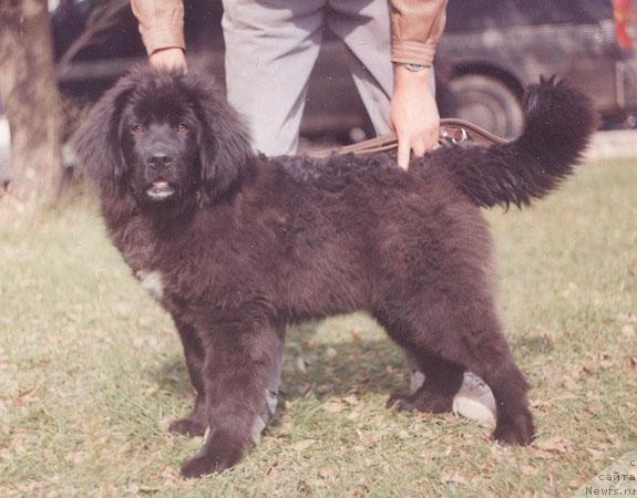 Фото: ньюфаундленд Foks Blyek Kou (Фокс Блэк Коу)