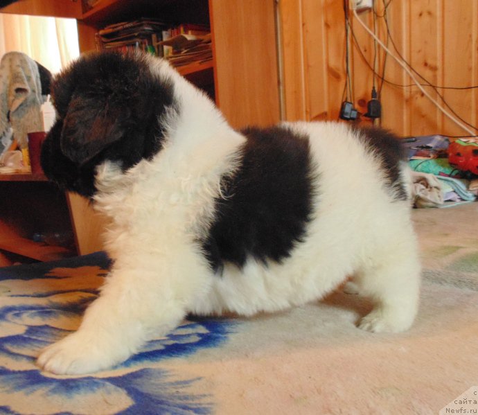 Фото: ньюфаундленд Vilmarinen ot Karel'skih Medvedey (Вилмаринен от Карельских Медведей)