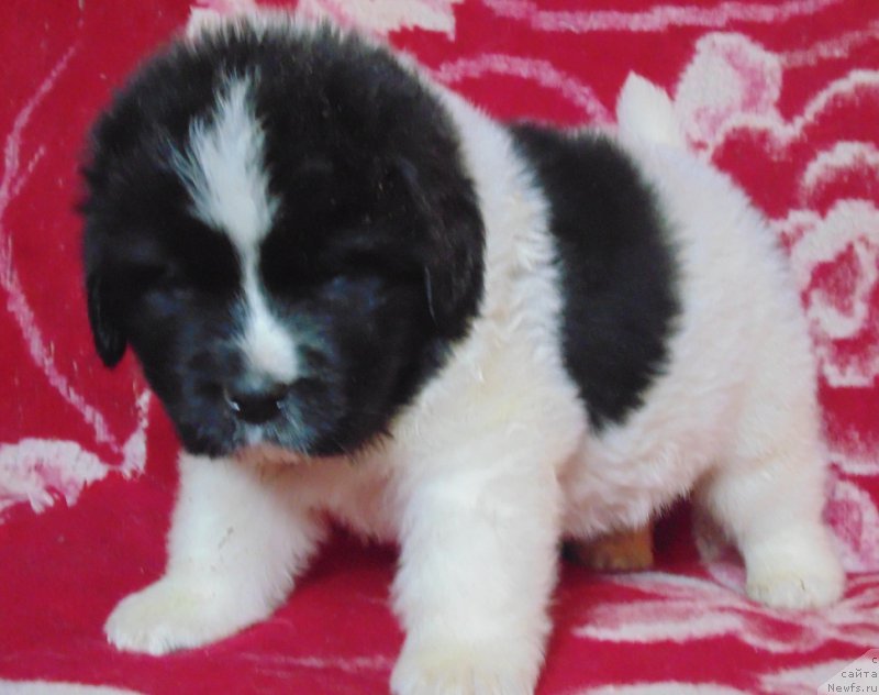 Фото: ньюфаундленд Vilmarinen ot Karel'skih Medvedey (Вилмаринен от Карельских Медведей)