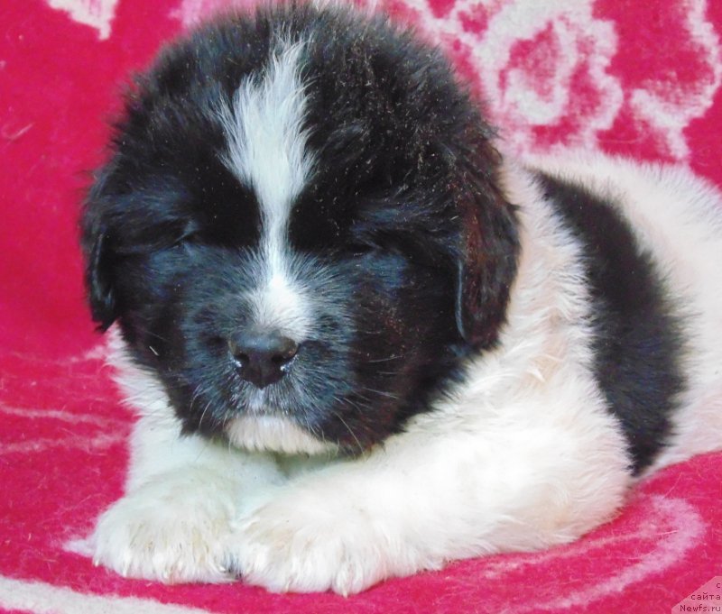 Фото: ньюфаундленд Vilmarinen ot Karel'skih Medvedey (Вилмаринен от Карельских Медведей)