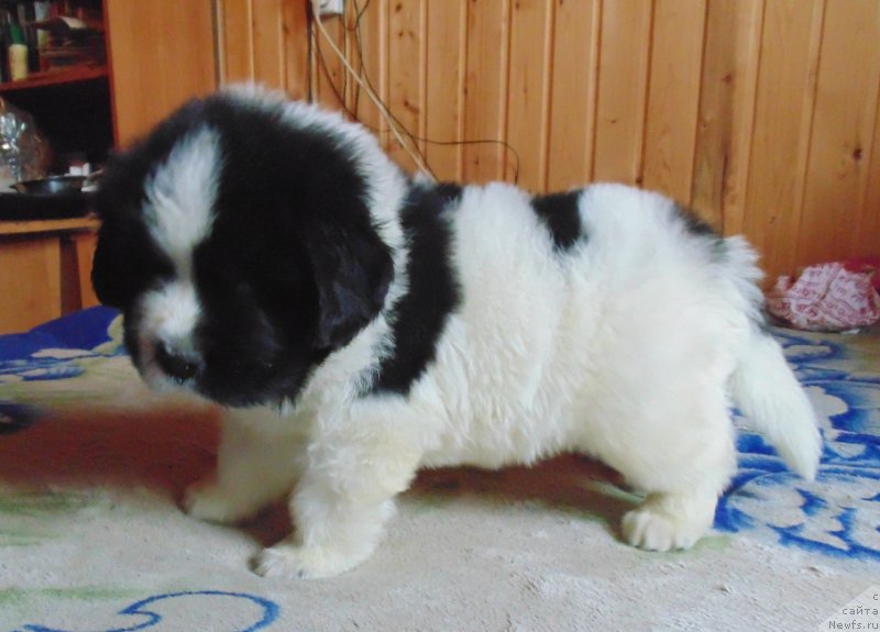 Фото: ньюфаундленд Viking ot Karelskikh Medvedey (Викинг от Карельских Медведей)