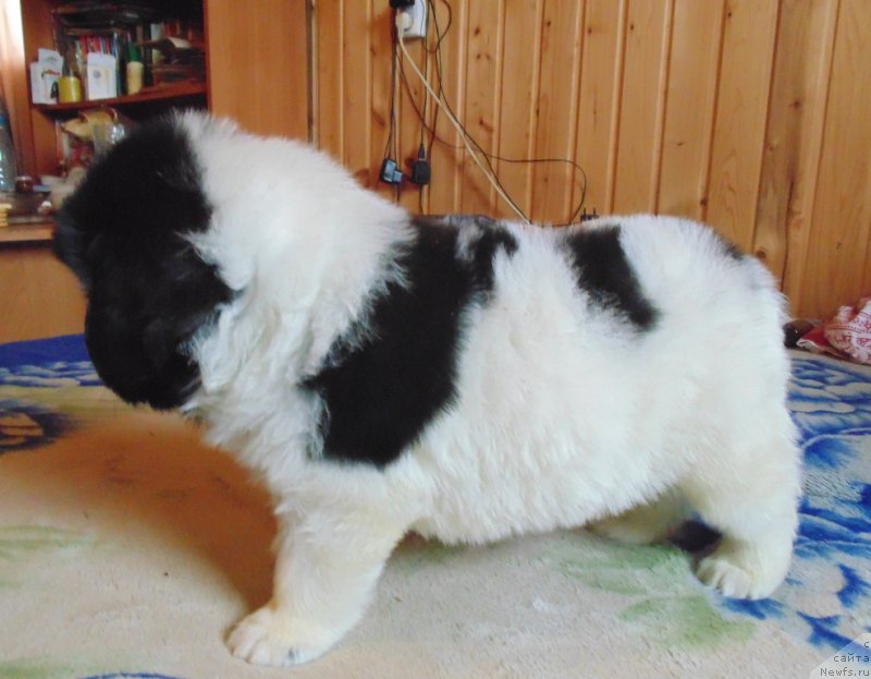 Фото: ньюфаундленд Viking ot Karelskikh Medvedey (Викинг от Карельских Медведей)