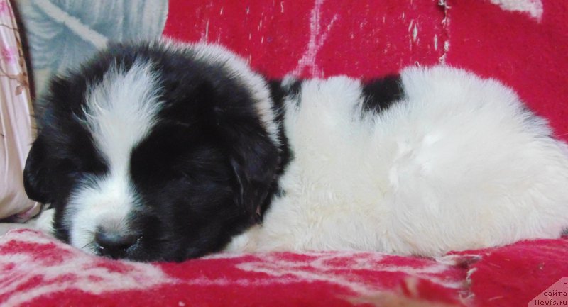 Фото: ньюфаундленд Viking ot Karelskikh Medvedey (Викинг от Карельских Медведей)