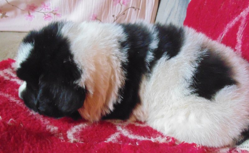 Фото: ньюфаундленд Viking ot Karelskikh Medvedey (Викинг от Карельских Медведей)