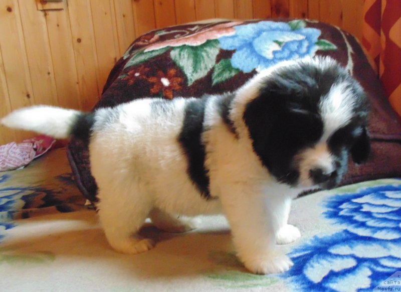 Фото: ньюфаундленд Viking ot Karelskikh Medvedey (Викинг от Карельских Медведей)