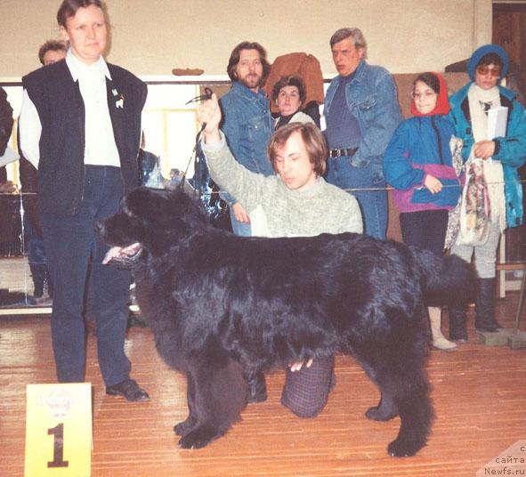 Фото: ньюфаундленд C'Dim N'yu Speys Botsveyn (Ц'Дим Нью Спейс Ботсвейн)