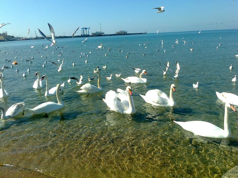 Фотография № 216070