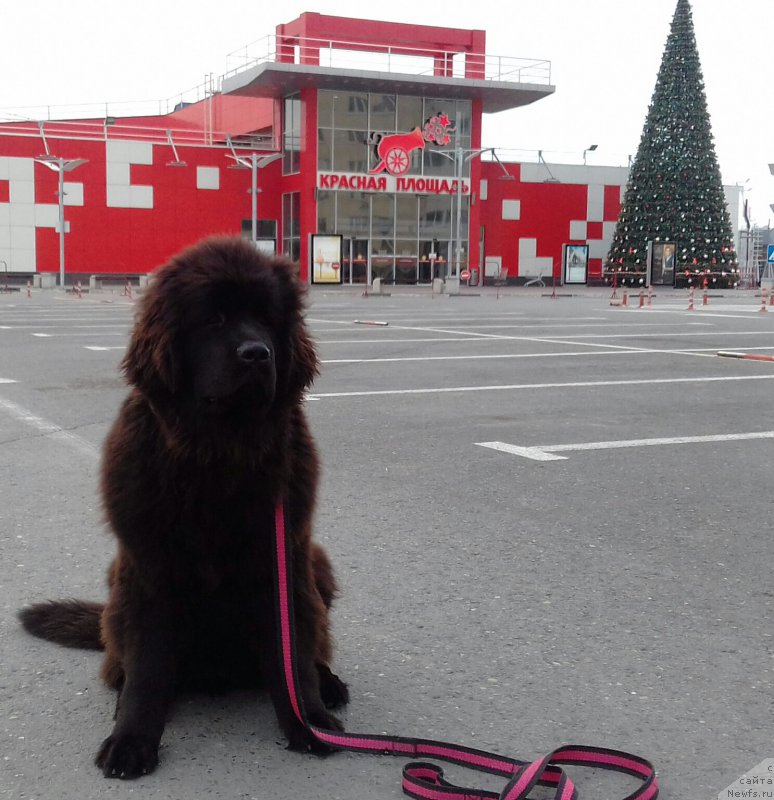 Фотография № 216071