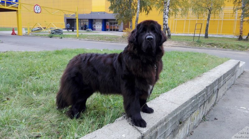 Фото: ньюфаундленд My Frend Newfy' Abigail Miss Churchill, Natal'ya Afanas'eva (Наталья Афанасьева)