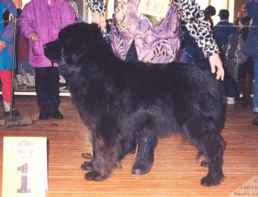 Фото: ньюфаундленд Canta iz Zolotogo Treugol'nika (Цанта из Золотого Треугольника)