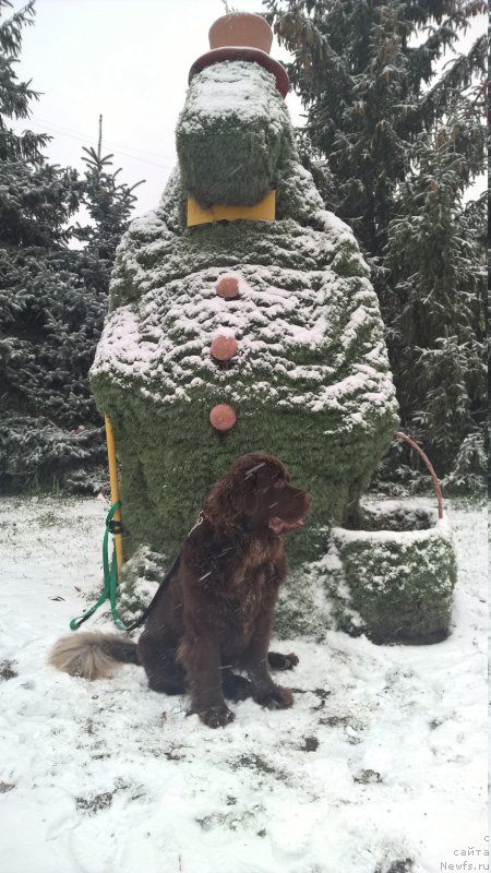 Фото: ньюфаундленд Brownblood MSK Zhanara Haya (Браунблад МСК Жанара Хайя)
