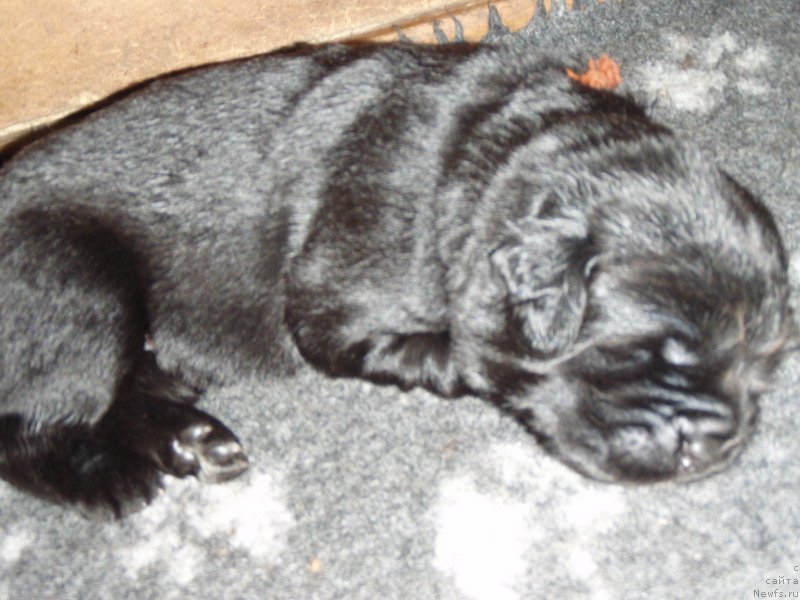 Фото: ньюфаундленд S'Nezhnaya Vjuga Vento Di Fiori (С'Нежная Вьюга Венто Ди Фиори)