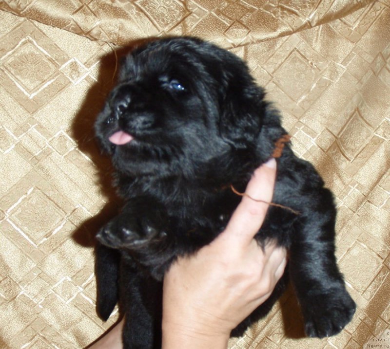 Фото: ньюфаундленд S'Nezhnaya Vjuga Vento Di Fiori (С'Нежная Вьюга Венто Ди Фиори)