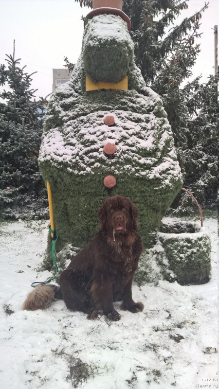 Фото: ньюфаундленд Brownblood MSK Zhanara Haya (Браунблад МСК Жанара Хайя)