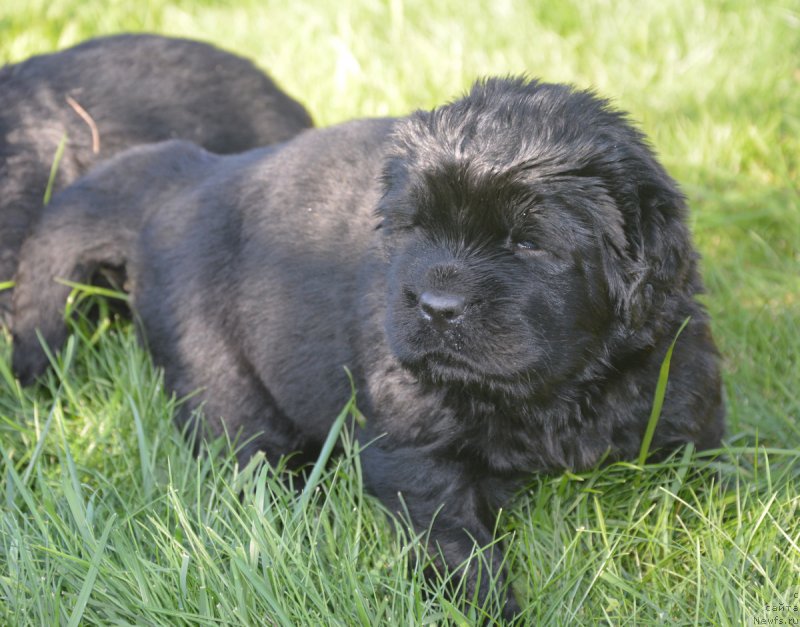 Фото: ньюфаундленд S'Nezhnaya Vjuga Vento Di Fiori (С'Нежная Вьюга Венто Ди Фиори)