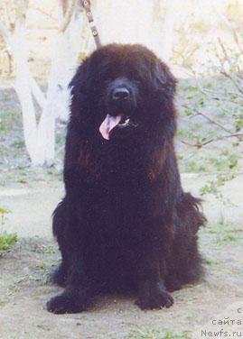 Фото: ньюфаундленд O' Danver Elonik (О' Данвер Елоник)