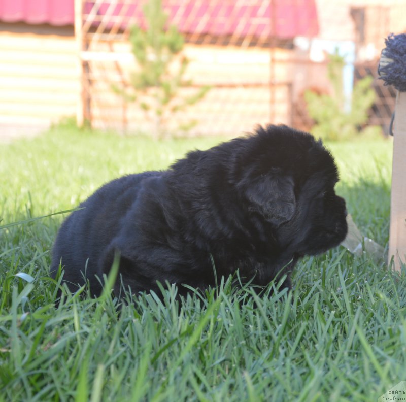 Фото: ньюфаундленд S'Nezhnaya Vjuga Vento Di Fiori (С'Нежная Вьюга Венто Ди Фиори)