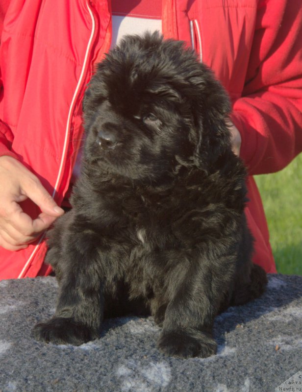 Фото: ньюфаундленд S'Nezhnaya Vjuga Vento Di Fiori (С'Нежная Вьюга Венто Ди Фиори)