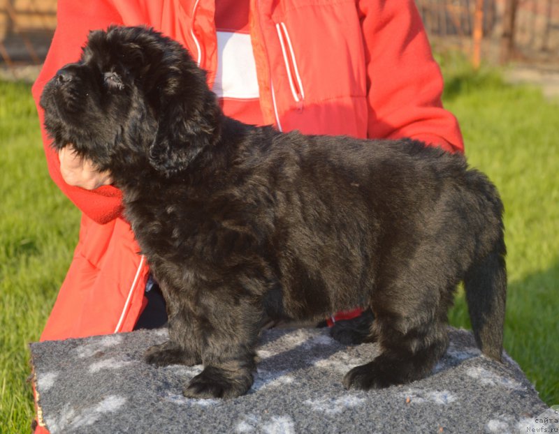 Фото: ньюфаундленд S'Nezhnaya Vjuga Vento Di Fiori (С'Нежная Вьюга Венто Ди Фиори)