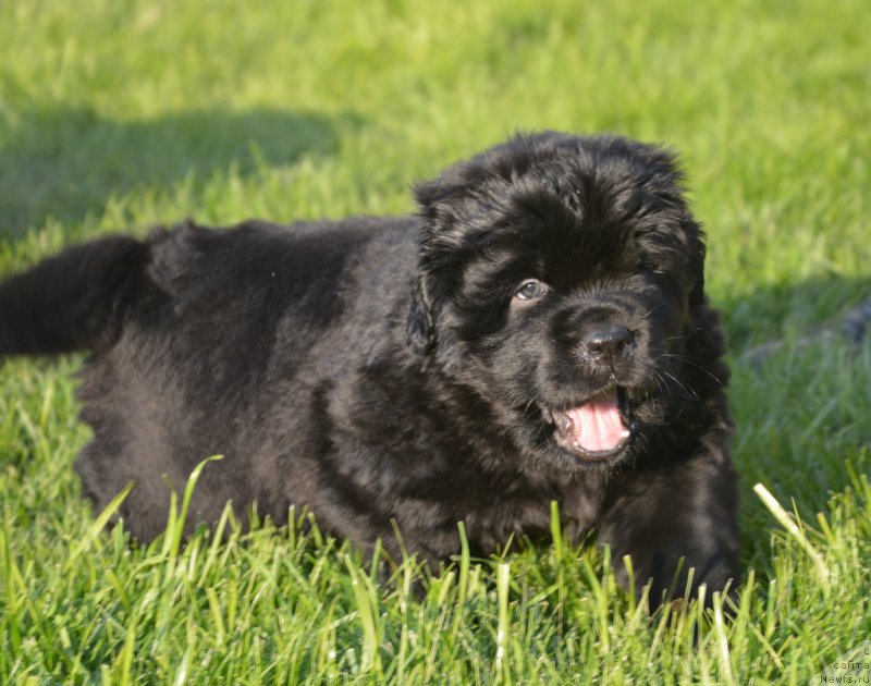 Фото: ньюфаундленд S'Nezhnaya Vjuga Vento Di Fiori (С'Нежная Вьюга Венто Ди Фиори)