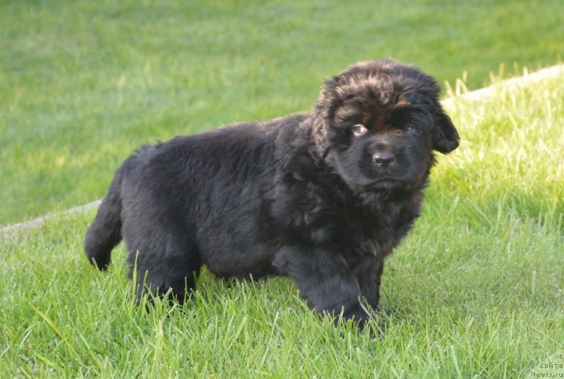 Фото: ньюфаундленд S'Nezhnaya Vjuga Vento Di Fiori (С'Нежная Вьюга Венто Ди Фиори)